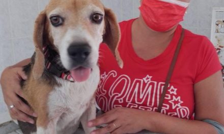 Sugieren cuidados para comportamiento de mascotas en Torreón
