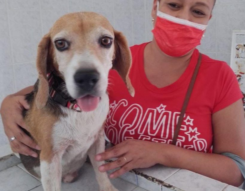 Sugieren cuidados para comportamiento de mascotas en Torreón