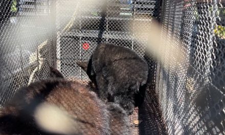 Van 11 osos rescatados en Saltillo; es la temporada en que buscan comida para invernar