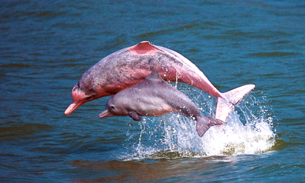 En peligro de extinción: rescatan a dos delfines rosados en la selva amazónica