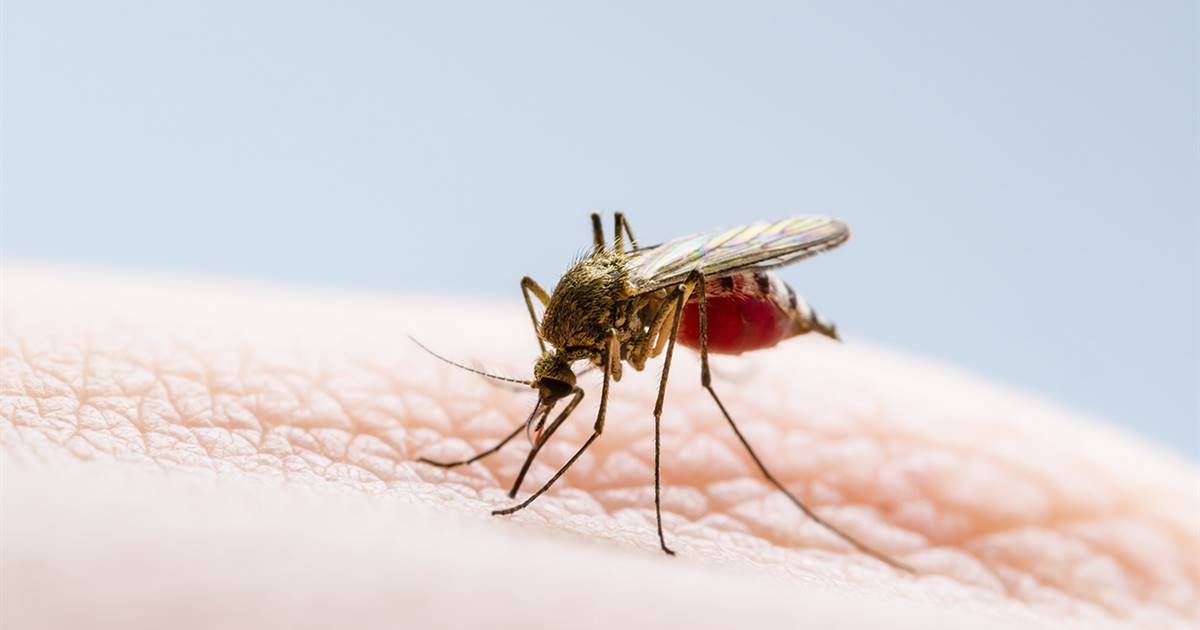 Confirman deceso por dengue hemorrágico en Piedras Negras