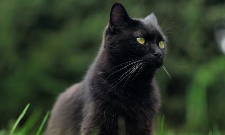 Piden proteger gatos negros ante prácticas inusuales de temporada de Halloween