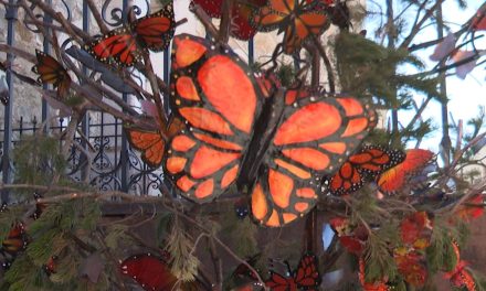 La mariposa Monarca es protegida en Saltillo