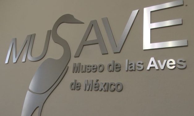 Ofrecerá Museo de las Aves concierto de piano en Saltillo