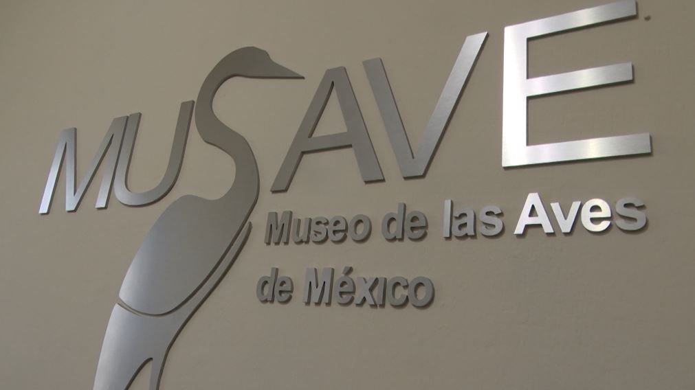 Ofrecerá Museo de las Aves concierto de piano en Saltillo