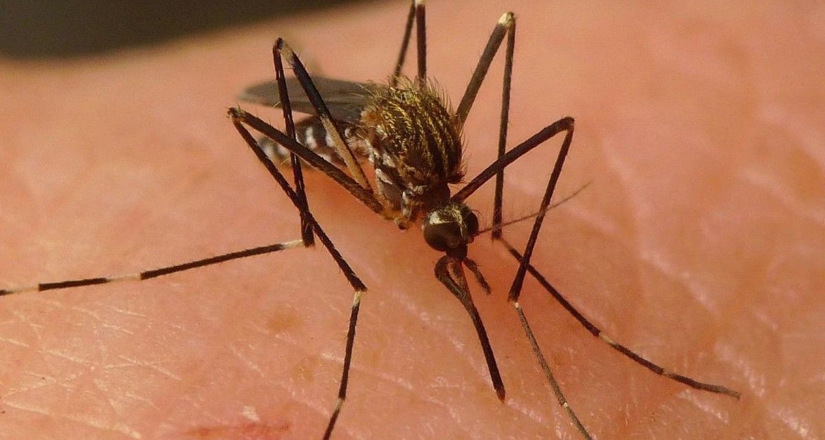 Alerta en Coahuila por la llegada del Virus del Nilo