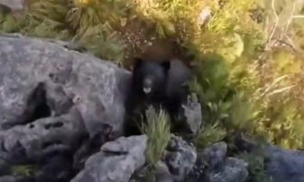 Escalador vive minutos de terror luego de sufrir el ataque de un oso; él se defiende a puñetazos (video)