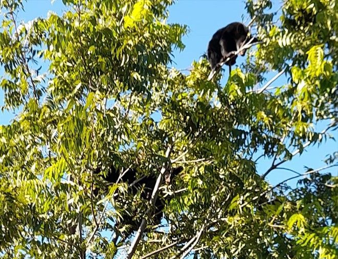 ¡Más osos en Saltillo! Aparecen en un árbol por Otilio González