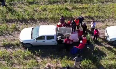 Capturan a oso que deambulaba en el municipio de Matamoros