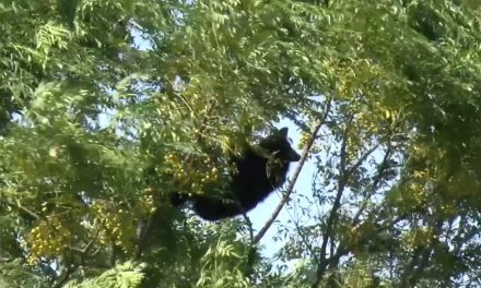 Avistamiento de osos causa movilización en Monclova