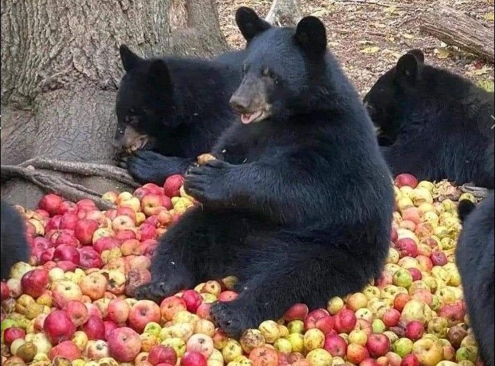 ¡No son de Arteaga! Osos comiendo manzanas pertenecen a Estados Unidos
