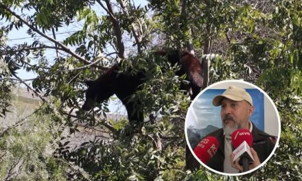 Osos descienden a Saltillo debido a sequía, obligados a buscar comida: gerente de Profauna