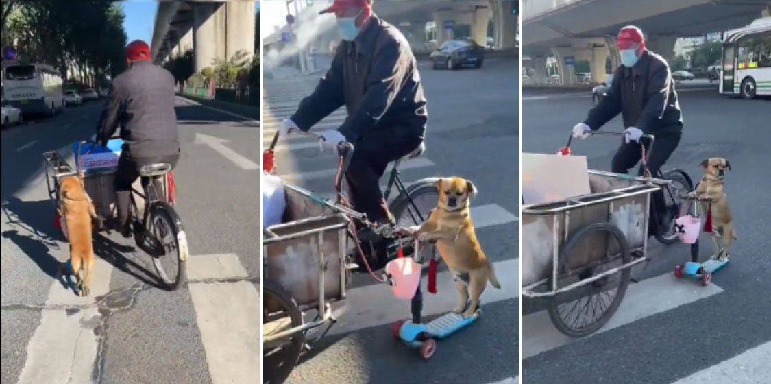 Perrito ‘tamalero’ acompaña a su dueño a vender en su scooter (video)