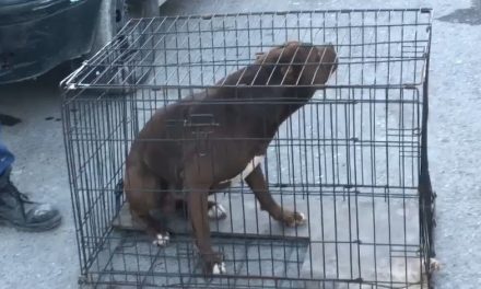 Hombre es atacado por un perro en Saltillo; lo lesionó en la cara, brazos y piernas