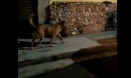 Imágenes fuertes: Captan a perro paseando con una cabeza humana en Monte Escobedo, Zacatecas (video)