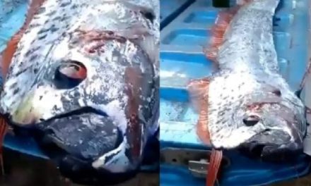 ¿Estamos en alerta? Aparece pez remo en Sinaloa; especie que ‘predice sismos’