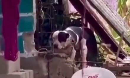 Pitbull defiende su casa y casi le arranca el brazo a un ladrón en Chiapas