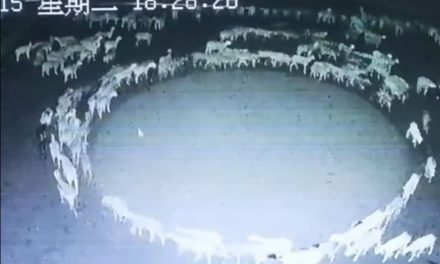 Viral: El extraño suceso de las ovejas que han caminando en círculos durante 14 días en china (Video)