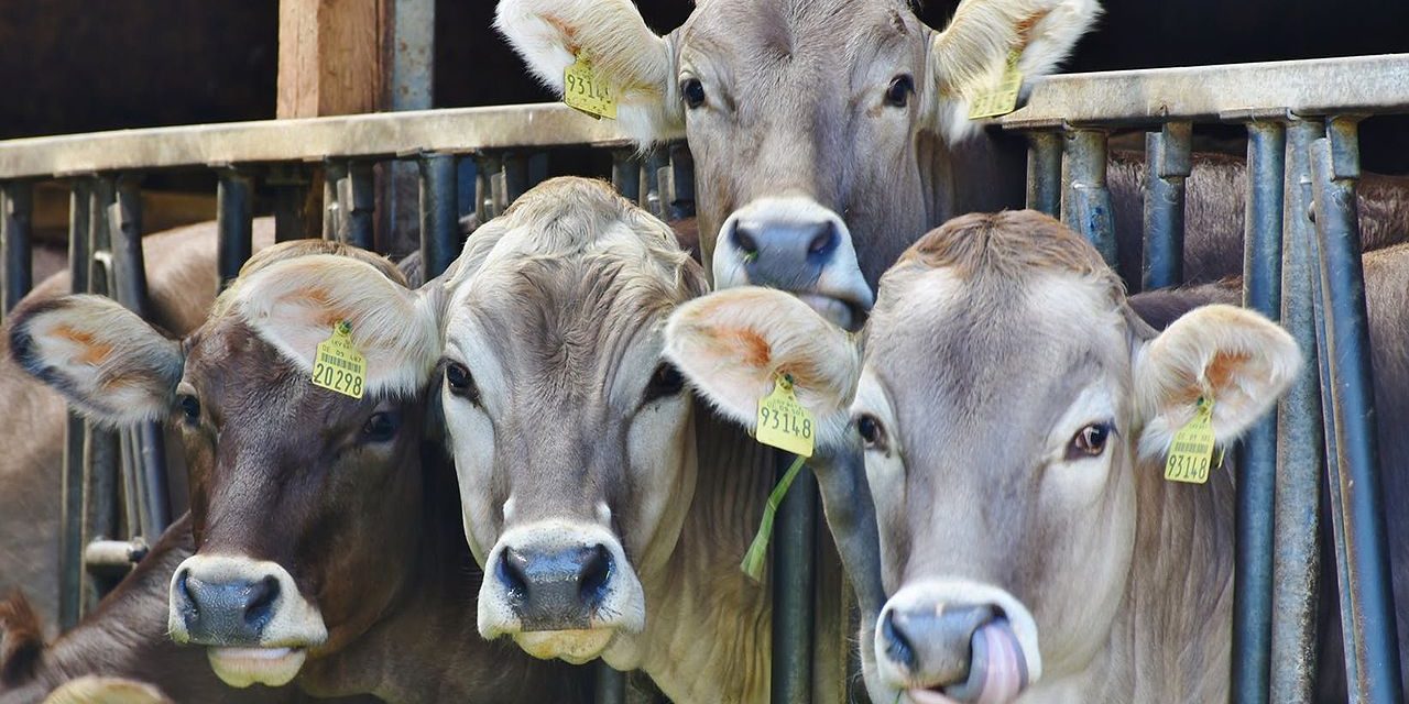 138 mil cabezas de ganado son sacrificadas en Nayarit por brucelosis; virus se transmite a humanos