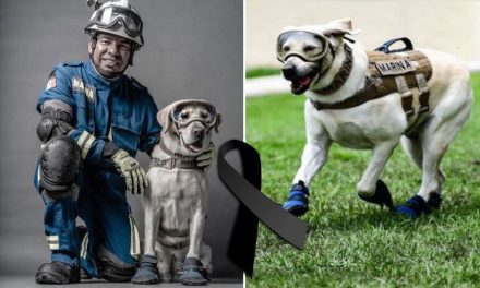¡Hasta siempre, Frida! Falleció la perrita rescatista y heroína en los sismos de 2017