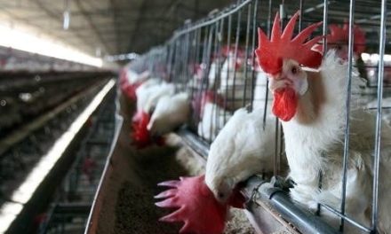 Granjas de NL, Sonora y Jalisco en cuarentena por gripe aviar