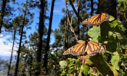 Tras 4,500 kilómetros, registran primeros avistamientos de mariposas monarcas en santuarios de Michoacán