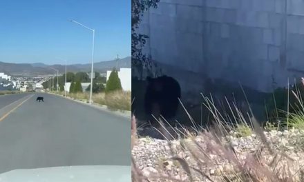 Usuario de redes sociales capta oso negro en el fraccionamiento Monteverde de Saltillo (video)
