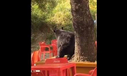 Video: Captan a oso ‘perreando’ en la Facultad de Comunicación de la UANL