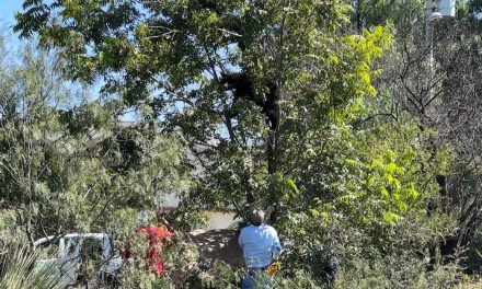 Van 32 osos muertos en accidentes en todo Coahuila
