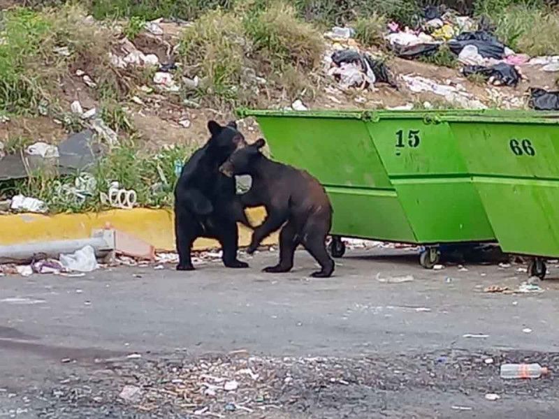Vecinos alimentan a osos con croquetas y pastelitos en San Pedro; autoridades multarán a vecinos