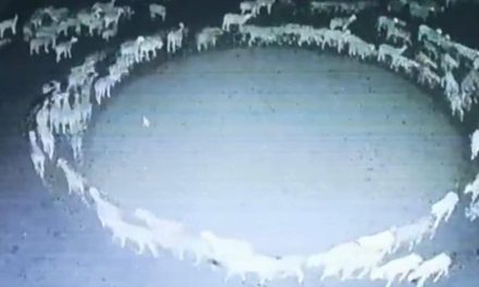 Video: Cientos de ovejas caminaron en círculo durante más de 10 días en China