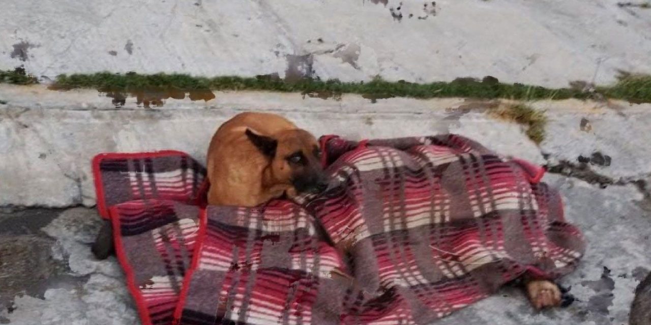 Perrito se queda al lado de su dueño que falleció en calles de Puebla