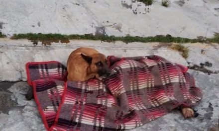 Perrito se queda al lado de su dueño que falleció en calles de Puebla