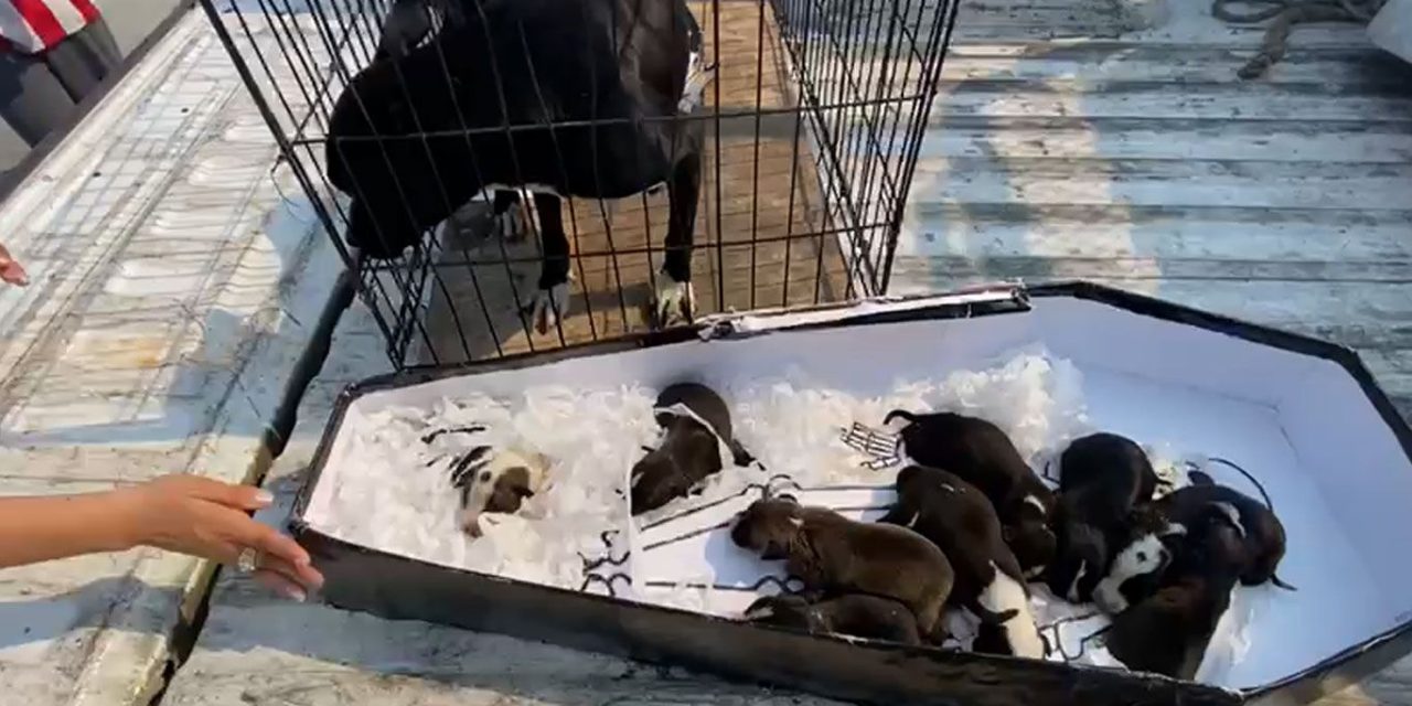 Salvan a perritos; Policía Ambiental de Saltillo interviene a tiempo en incendio