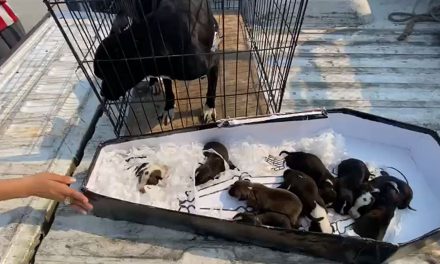 Salvan a perritos; Policía Ambiental de Saltillo interviene a tiempo en incendio