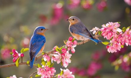 La Tierra puede perder hasta un 10 % de la biodiversidad para 2050