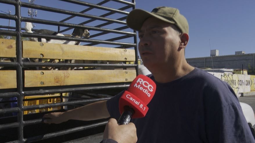 Hay alta demanda de cabritos en Saltillo previo a las fechas navideñas