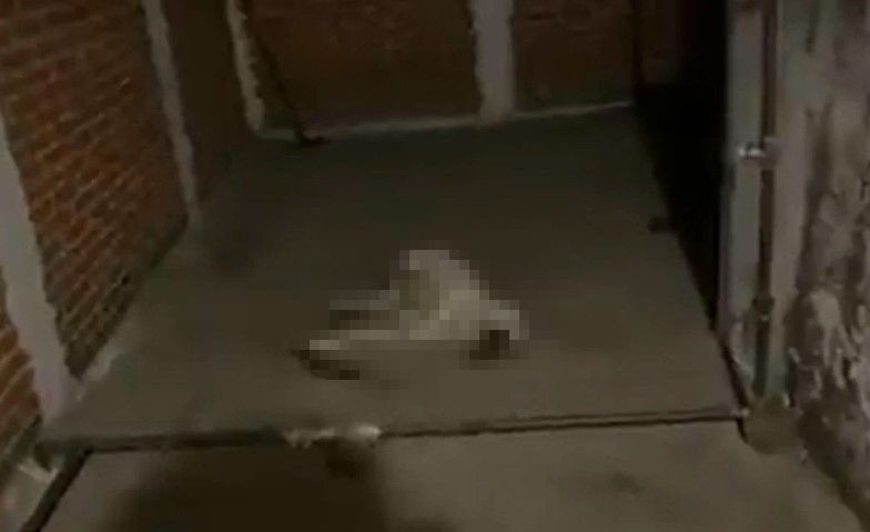 Perrito se convulsiona por la explosión de cohetes en la CDMX