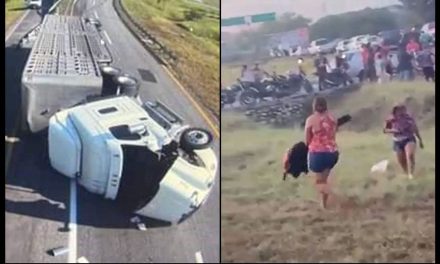 Chiapas: Vuelca trailer con ganado, pobladores cometen rapiña y matan vacas en la carretera