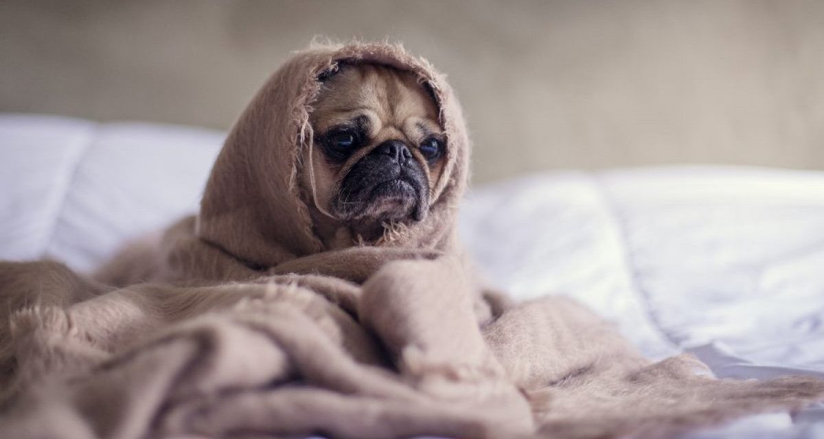 Frente frío dejó cuatro mascotas muertas en Escobedo, Nuevo León