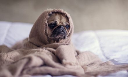Frente frío dejó cuatro mascotas muertas en Escobedo, Nuevo León