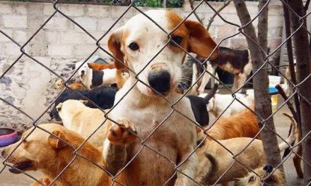 Aumentan extravíos de mascotas por pirotecnia en Saltillo