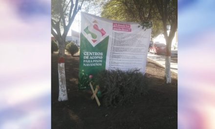 Abrirá Saltillo 30 centros de acopio de pinos navideños