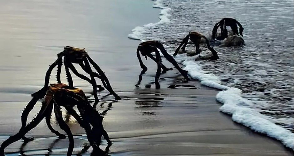 ¿Qué son esas creaturas que salen del mar y aterrorizaron internet a final de año?
