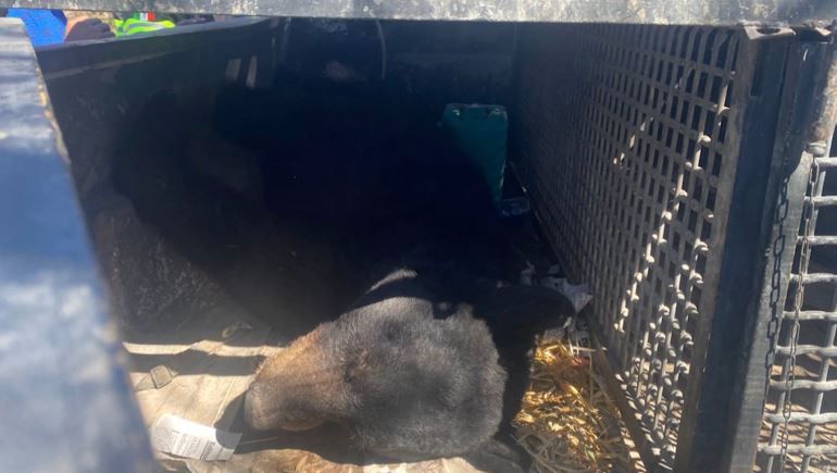 Rescata Protección Civil de Frontera a oso: estaba atrapado entre alambre de púas