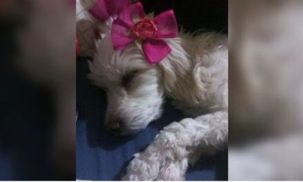 Perrita muere de un infarto por el uso de pirotecnia en La Laguna