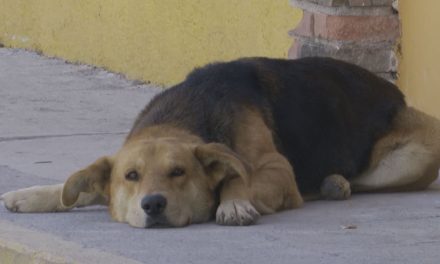 En marcha acciones contra la rickettsia, buscan evitar brote en Saltillo