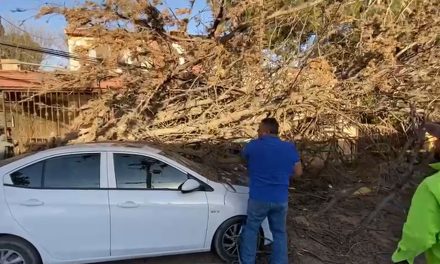 Caen árboles debido a rachas de viento; Saltillo, Ramos Arizpe y Arteaga se vieron afectados
