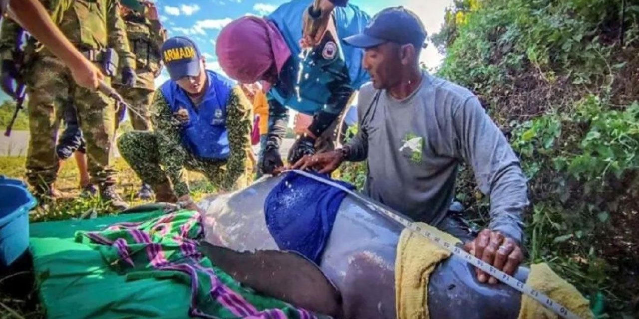 Rescatan a dos delfines rosados en peligro de extinción