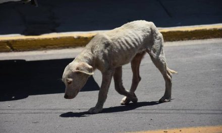 Asociación Amor por los Animales pide denunciar ante casos de maltrato animal